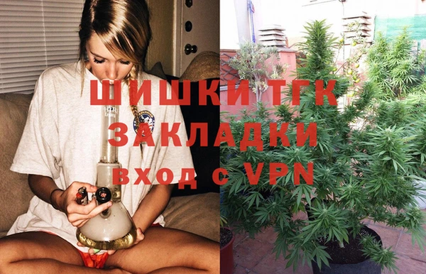 сатива Новозыбков