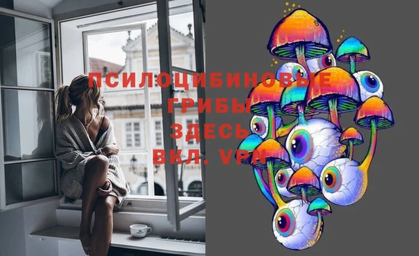 сатива Новозыбков